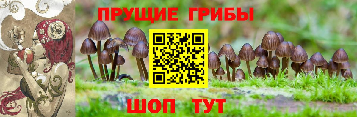 Галлюциногенные грибы Psilocybine cubensis  Вход с VPN  Заводоуковск 